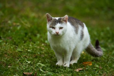 Huysuz kızgın kedi çimenlerde sinsice dolaşıyor.