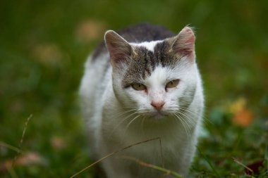 Huysuz kızgın kedi çimenlerde sinsice dolaşıyor.