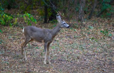 Sonbaharın başlarında ormanda Roebuck