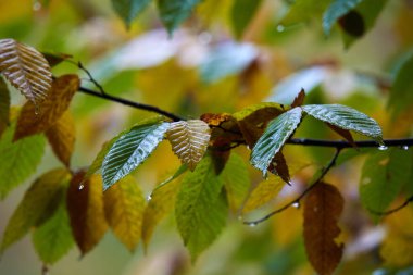 Ormanda yağmur, canlı renklerle yakın çekim