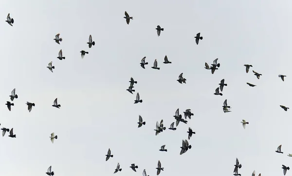 Stado Gołębi Lecących Górę Niebie — Zdjęcie stockowe