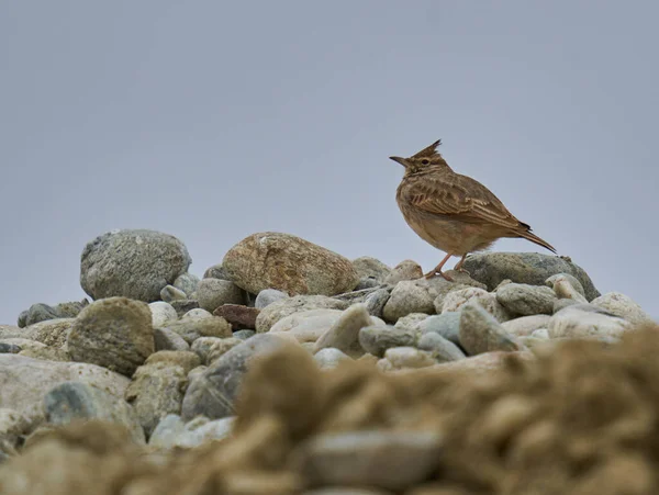 Crested Lark Sitting Stones Cloudy Day — Stock Photo, Image