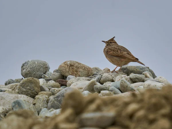 Hřebenatý Skřivan Sedící Kamenech Zamračeném Dni — Stock fotografie