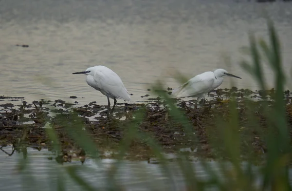 Two White Egrets Standing Swamp — Stock Photo, Image