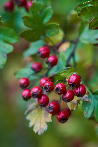 Ripe Hawthorn Berries Bush Closeup Shot — Stock Photo, Image