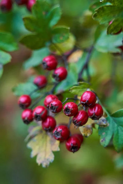 Ripe Hawthorn Berries Bush Closeup Shot — Stock Photo, Image