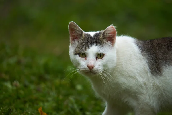 Grumpy Arg Katt Förföljer Gräset — Stockfoto