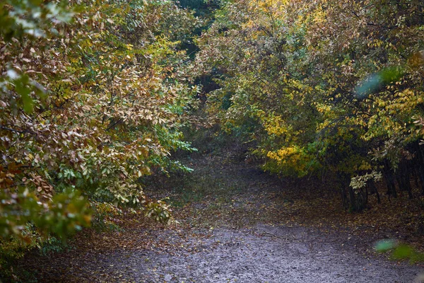 Regentag Auf Einer Lichtung Mitten Herbst — Stockfoto