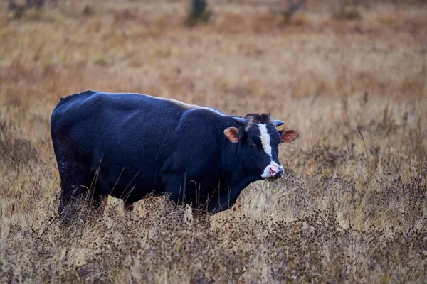 Grote Zwarte Stier Een Weiland Herfst Regenachtige Dag — Stockfoto