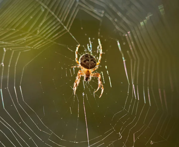 Koruna Tkalcovská Pavouk Araneus Diadematus Své Pavučině — Stock fotografie