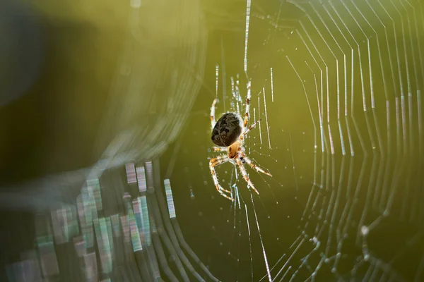 头戴冠冕的球织蜘蛛 Araneus Diadematus 在网上 — 图库照片