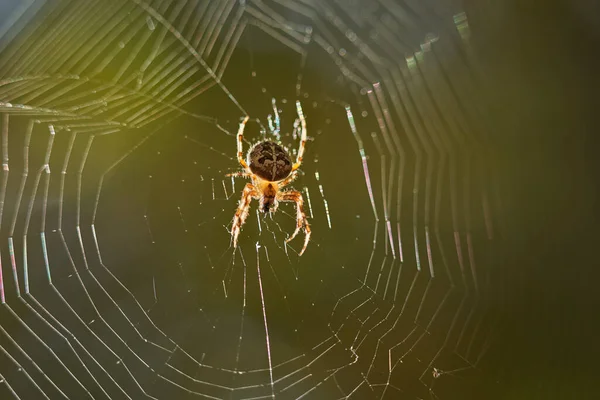 Araignée Tisseuse Orbe Couronnée Araneus Diadematus Sur Toile Images De Stock Libres De Droits