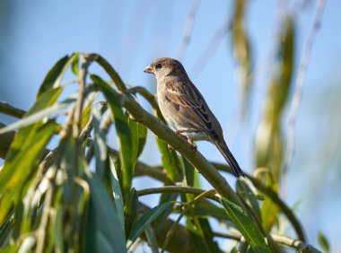 Avrasya ağaç serçesi, Yolcu Montanus, bir dal üzerine tünemiş.