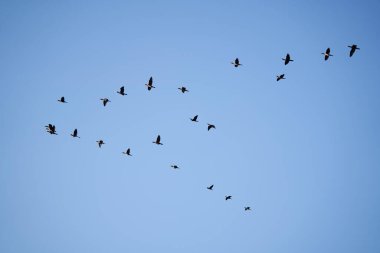 Büyük karabataklar mavi gökyüzüne doğru uçuyor.