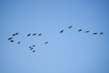 Büyük karabataklar mavi gökyüzüne doğru uçuyor.