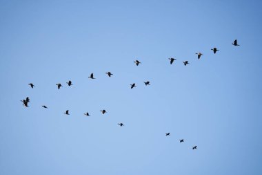 Büyük karabataklar mavi gökyüzüne doğru uçuyor.