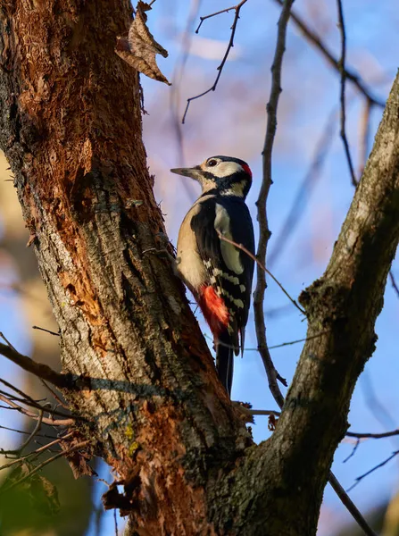 Pic Tacheté Moyen Dendrocopos Medius Perché Sur Une Branche Arbre — Photo