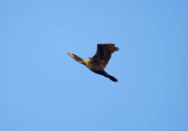 Büyük Karabatak Phalacrocorax Karbo Mavi Gökyüzüne Karşı Uçuş — Stok fotoğraf