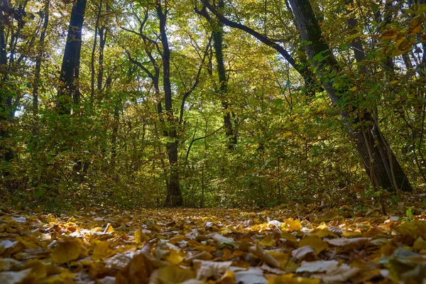 在秋天 树木和落叶景观 — 图库照片