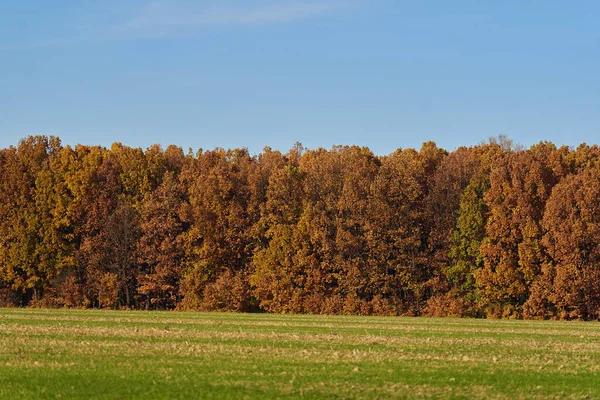 Landscape Colorful Forest Autumn — Stock Photo, Image