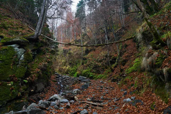 Wanderweg Mit Laub Den Bergen — Stockfoto
