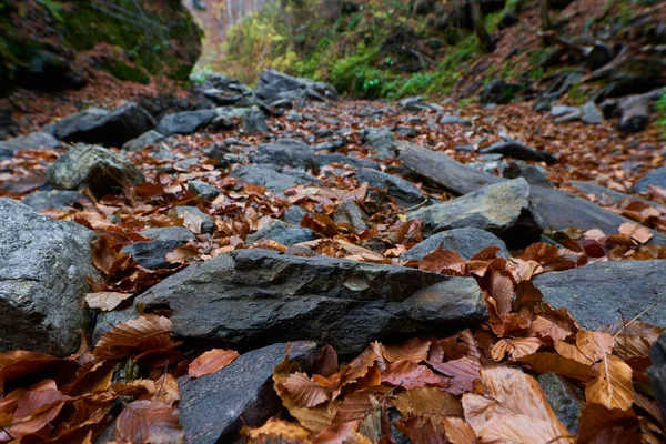Trilha Caminhadas Com Folhas Caídas Nas Montanhas — Fotografia de Stock