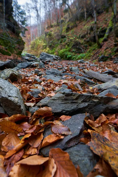 Hiking Trail Fallen Leaves Mountains — Stock Photo, Image