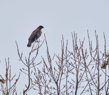 Yaygın akbaba, Buteo buteo, yüksek ağaçlara tünemiş.