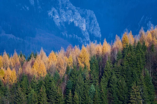 Paisagem Aérea Com Florestas Abeto Pinho Larício Nas Montanhas — Fotografia de Stock