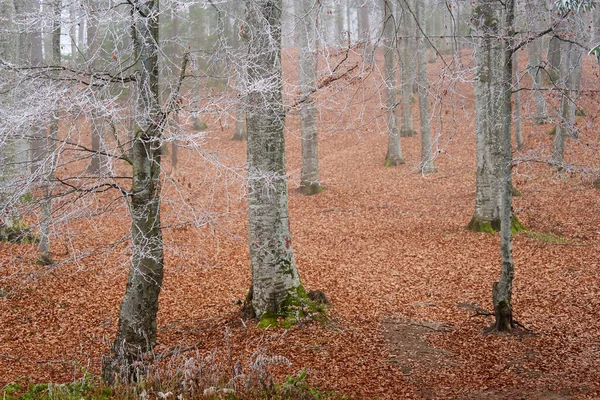 Mattina Invernale Con Gelo Nella Foresta Faggi Carpini — Foto Stock