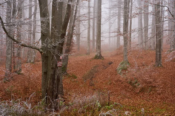 Mattina Invernale Con Gelo Nella Foresta Faggi Carpini — Foto Stock