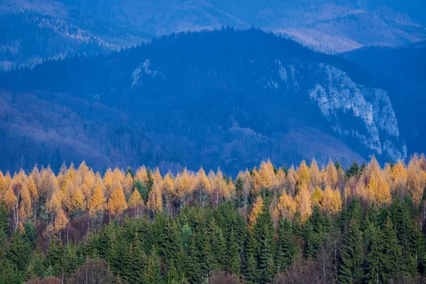 Luftlandschaft Mit Tannen Kiefern Und Lärchenwäldern Den Bergen — Stockfoto