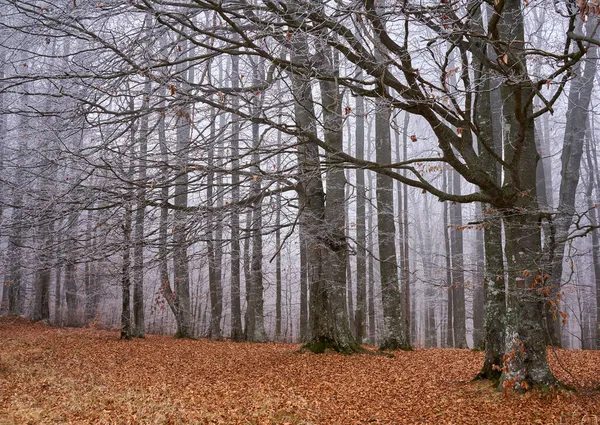 Manhã Inverno Com Geada Floresta Faia Chifre — Fotografia de Stock