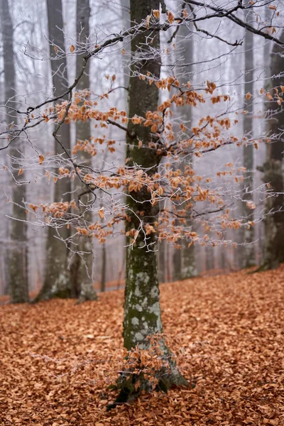 Mattina Invernale Con Gelo Nella Foresta Faggi Carpini — Foto Stock