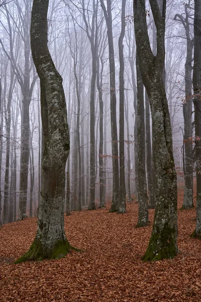 Matin Hiver Avec Gel Dans Forêt Hêtres Charme — Photo