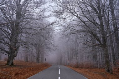 Ormanın içinden geçen yol kışın başında kırağı kaplamıştı.