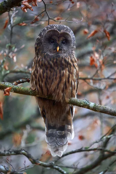 Уральская Сова Strix Uralensis Сидит Ветке — стоковое фото