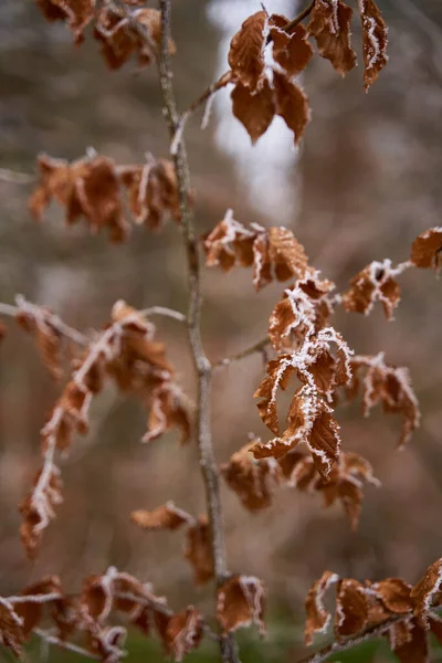 初冬树叶上的白霜 特写镜头 — 图库照片