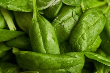 Yeni toplanmış ve yıkanmış bebek ıspanağı.