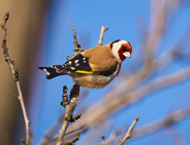 Saka kuşu (Carduelis carduelis) bir dala tünemişti.
