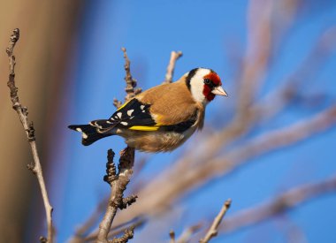 Saka kuşu (Carduelis carduelis) bir dala tünemişti.