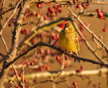 Sarı Çekiç Kuşu, Emberiza Citrinella, dikenli çalılara tünedi.