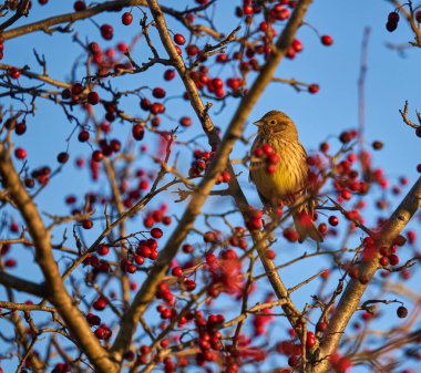 Sarı Çekiç Kuşu, Emberiza Citrinella, dikenli çalılara tünedi.