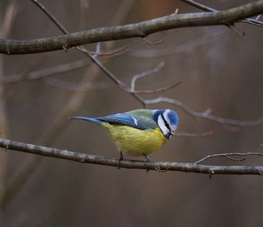 Blue tit, Parus caeruleus, perched on a twig