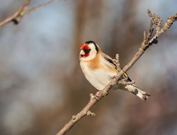 Saka Kuşu Carduelis Carduelis Bir Dala Tünemişti — Stok fotoğraf