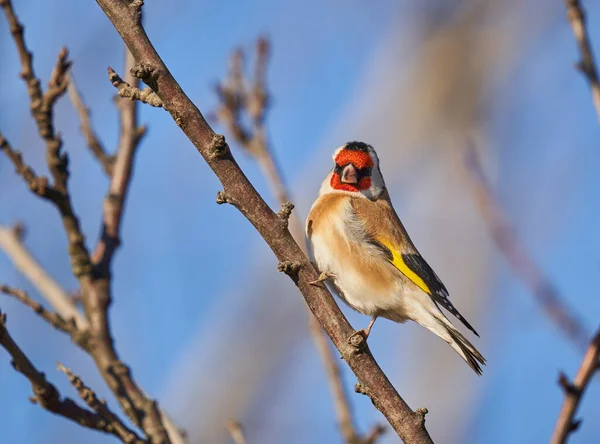 Saka Kuşu Carduelis Carduelis Bir Dala Tünemişti — Stok fotoğraf