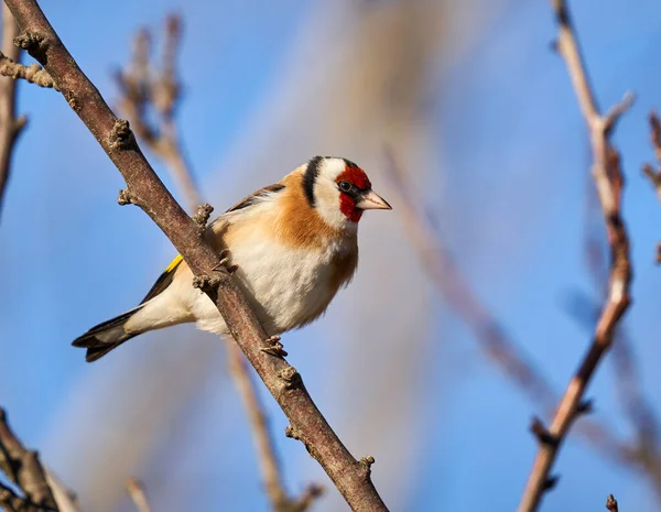 Saka Kuşu Carduelis Carduelis Bir Dala Tünemişti — Stok fotoğraf