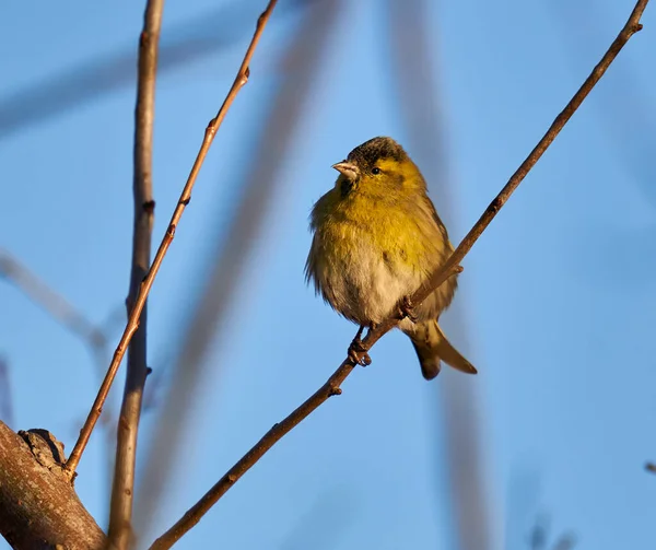 Жовтий Птах Emberiza Citrinella Присідає Кущі Глоду — стокове фото