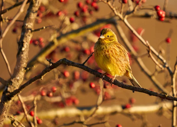 イエローワマー鳥エンベリーザ シチネッラは サンザシの茂みに覆われています — ストック写真