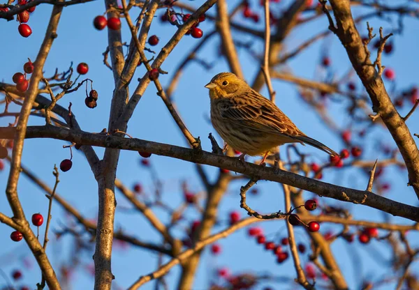 イエローワマー鳥エンベリーザ シチネッラは サンザシの茂みに覆われています — ストック写真